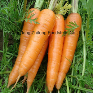 2017 Fresh Carrot with Good Quality