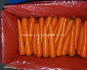 Fresh Red Carrot for Exporting